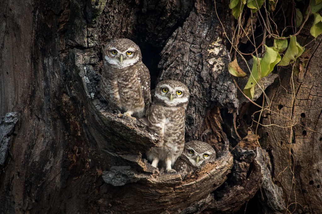 Owls are spotted sitting in hollow nest
